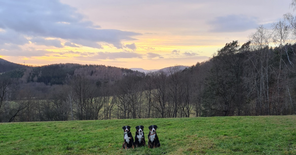 Trio in der Abendsonne