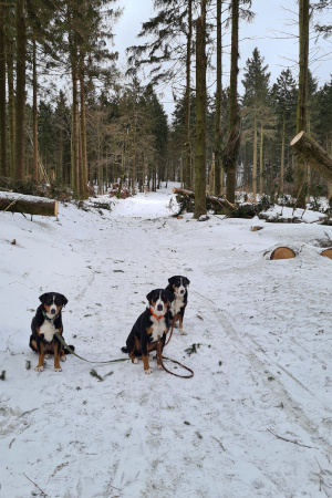 Rennsteig freigeschnitten