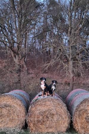 Spaziergang im Januar