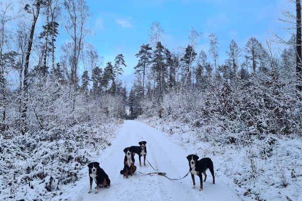 Schnee im Januar