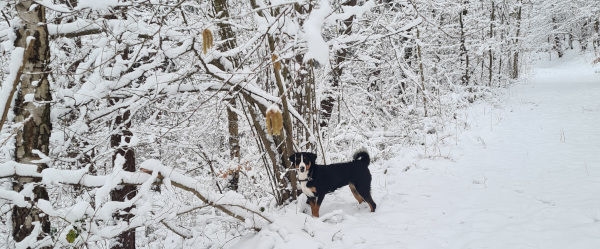 verschneiter Wald