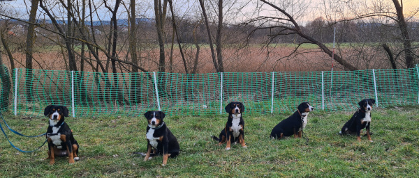 Hundeschule