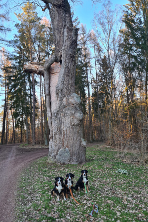Dicke Eiche Tiefenort