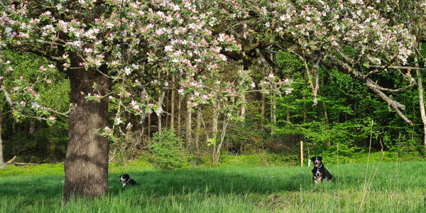 Apfelblüte
