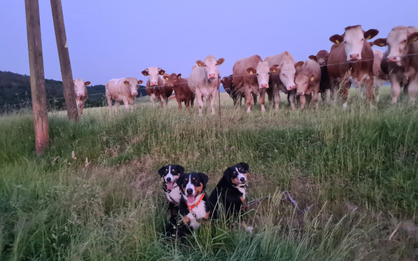 die Gang bei den Kühen