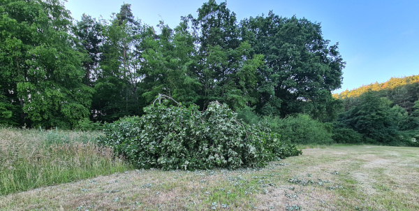 Eiche umgefallen