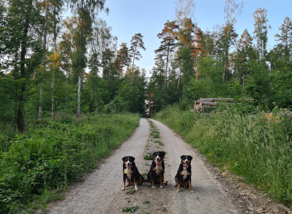 Spaziergang in den Geburtstag hinein...