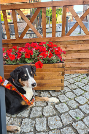 Ellie 12 Jahre