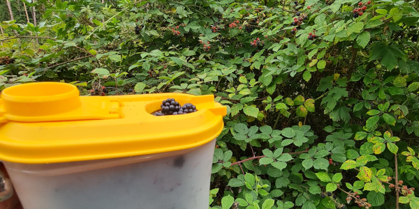 Brombeeren