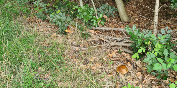 Pilze im Wald