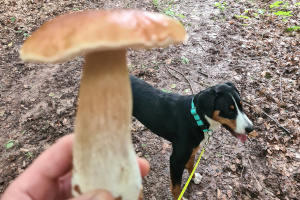 Jocy auf Pilzsuche