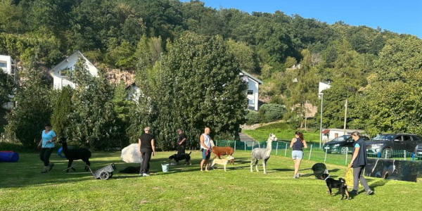 Training mit Lama