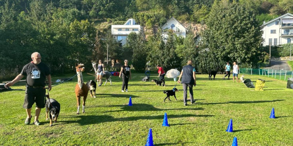 Training Lama
