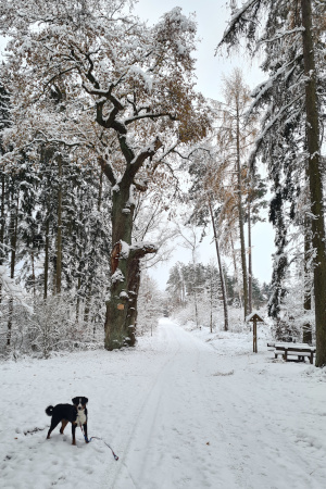 Dicke Eiche Tiefenort