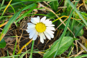 Gänseblümchen zu Weihnachten