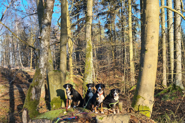 Grenzsteine