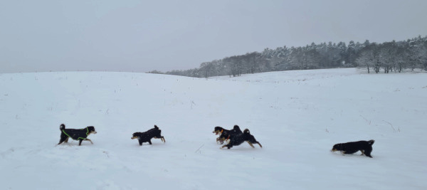 Toben im Schnee