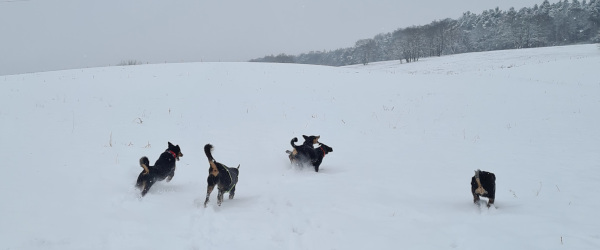 Toben im Schnee