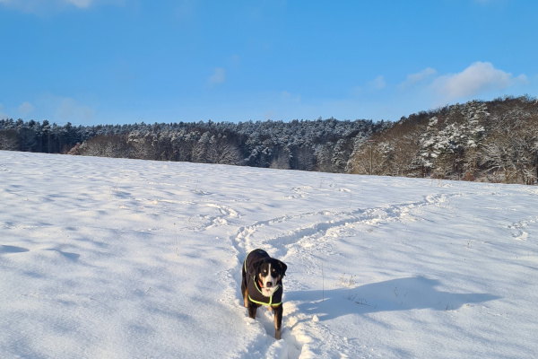 Spaziergang im Schnee