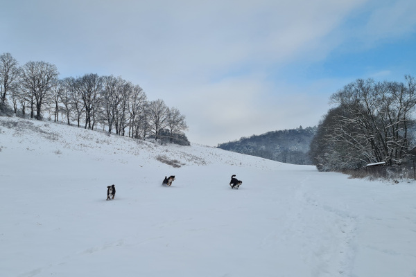 Toben im Schnee