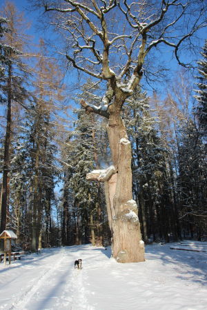 Dicke Eiche Tiefenort