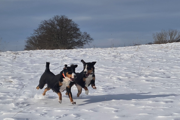Toben im Schnee