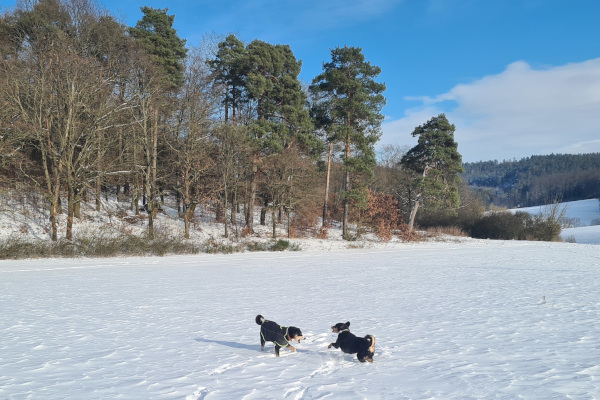 Toben im Schnee