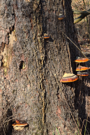Baumpilz