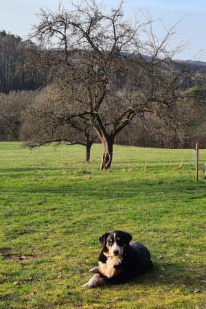 Ellie