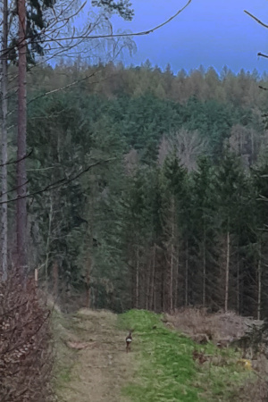 Rehe