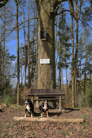 Inselsberg