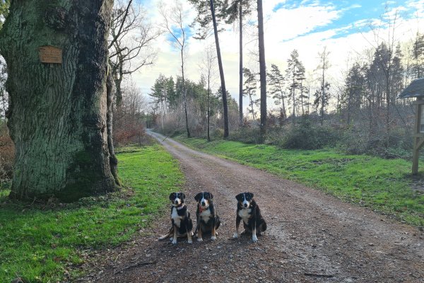 Appenzellertrio an der Dicken Eiche