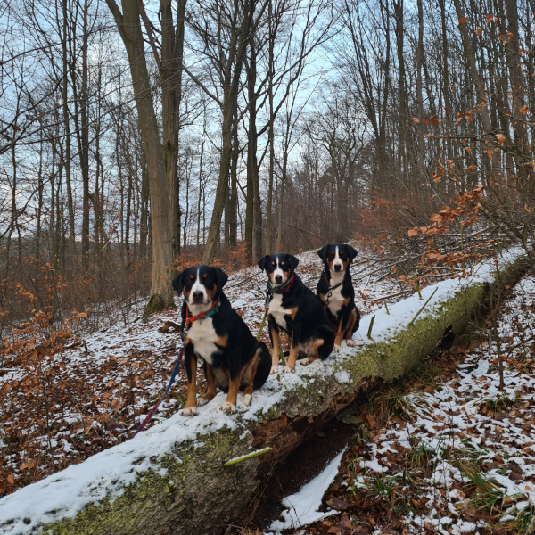 Baumstamm im Weg