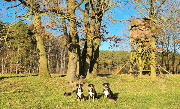 Sonnenschein im Januar