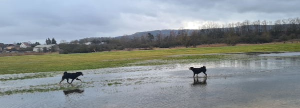 Hochwasser Werrawiesen