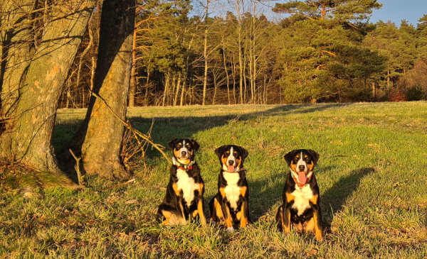 Appenzeller in der Abendsonne