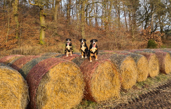 Strohballen