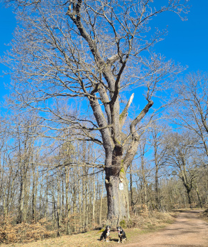 Herzogseiche