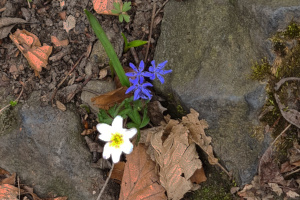 Frühblüher