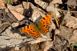 Dietrichsberg