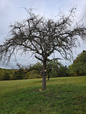 Pilze Apfelbaum