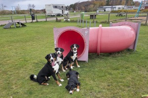 Campingüberraschung