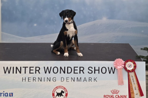 Siwas erste Ausstellung