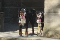 Isy-Trixie-Herkules