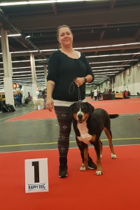 Großer Schweizer vom Försterrain
