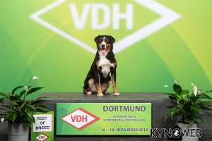 Trixie-BOB-Dortmund Herbst 2018