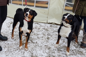 Körung Frühjahr 2018