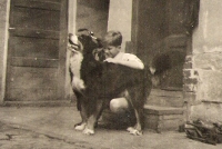 Der ersten Sennenhund in unserer Familie.
