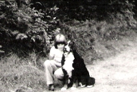 Spaziergang mit einem Berner Sennenhund