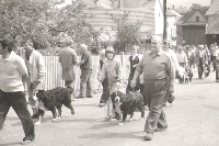 Gemeinsame Sennenhundwanderung mit Berner Sennenhunden